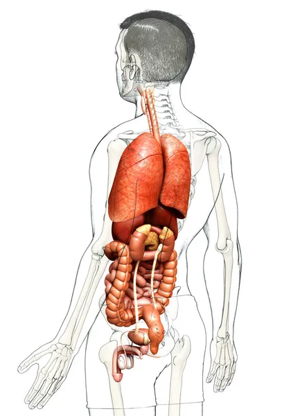 Reso Illustrazione Clinicamente Accurata Organi Interni Maschili — Foto Stock