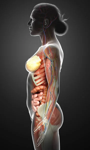 Medisch Accuraat Gemaakt Van Vrouwelijke Anatomie — Stockfoto