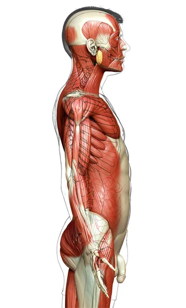 Rendered Medically Accurate Illustration Male Muscle System — Stock Photo, Image