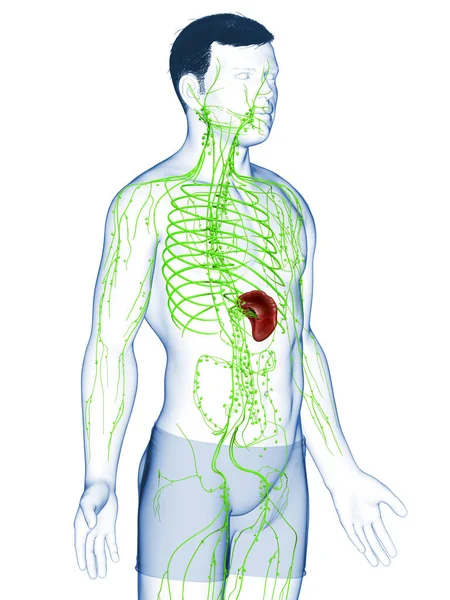 Оказана Медицинская Точная Иллюстрация Мужской Лимфатической Системы — стоковое фото