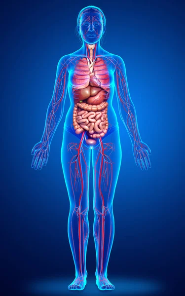 Medisch Nauwkeurige Illustratie Van Vrouwelijke Bloedsomloop Interne Organen — Stockfoto