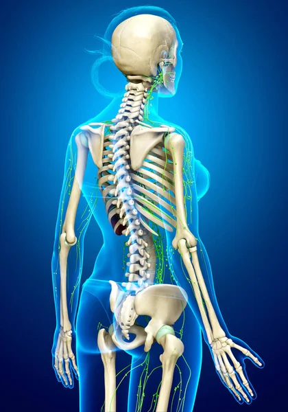 Gerenderte Medizinisch Genaue Darstellung Eines Weiblichen Lymphsystems — Stockfoto