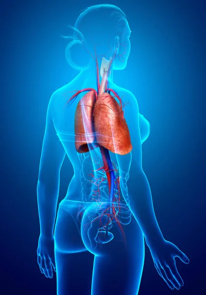 Reso Illustrazione Clinicamente Accurata Anatomia Polmonare Femminile — Foto Stock