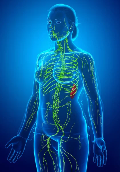 Rendered Medically Accurate Illustration Female Lymphatic System — Stock Photo, Image