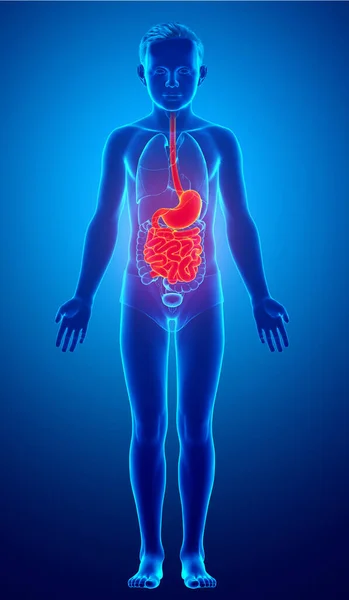 Renderizado Ilustración Médicamente Precisa Estómago Joven Niño Intestino Delgado —  Fotos de Stock