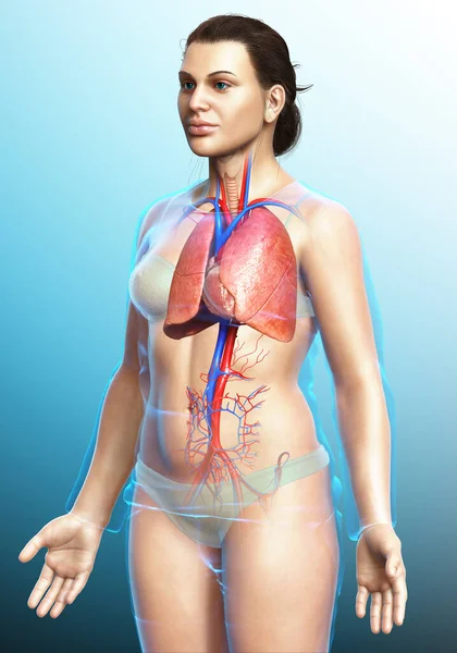 Renderizado Ilustración Médicamente Precisa Una Anatomía Pulmonar Femenina — Foto de Stock