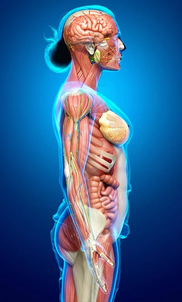 Resi Medicalmente Accurati Dell Anatomia Femminile — Foto Stock