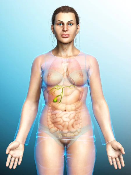 Renderizado Ilustración Médicamente Precisa Órganos Femeninos Anatomía Vesícula Biliar —  Fotos de Stock