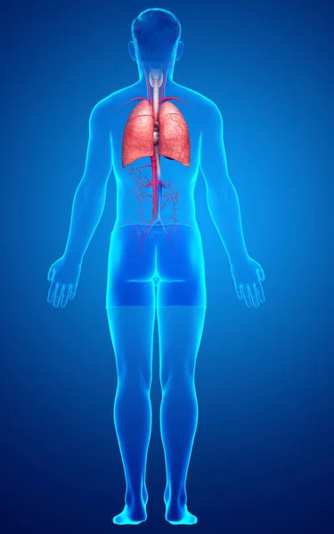 Rendered Medically Accurate Illustration Male Lung Anatomy — Stock Photo, Image