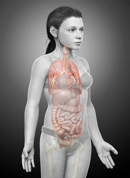 Ilustración Laringe Trachea Bronchi Parte Del Sistema Respiratorio — Foto de Stock