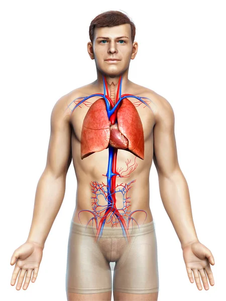 Illustration Médicalement Exacte Une Anatomie Pulmonaire Masculine — Photo