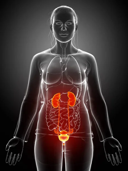 Weergegeven Medisch Nauwkeurige Illustratie Van Vrouwelijke Gemarkeerde Nieren Urinewegen — Stockfoto