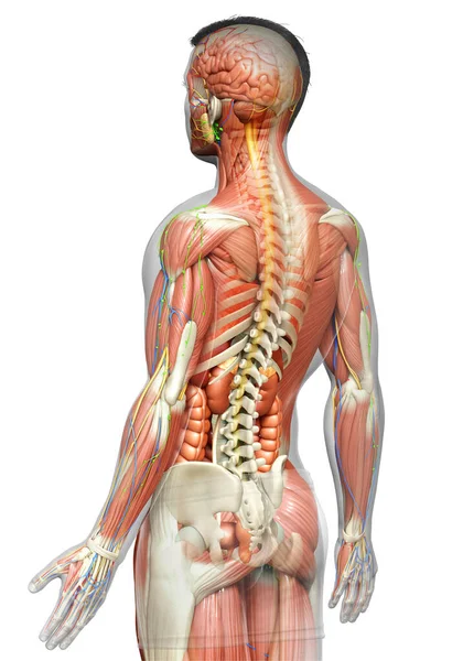 Wykonane Medycznie Dokładne Męskiej Anatomii — Zdjęcie stockowe