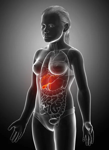 Rendered Medically Accurate Illustration Girl Organs Gallbladder Anatomy — Stock Photo, Image