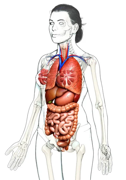 Reso Illustrazione Clinicamente Accurata Organi Interni Femminili — Foto Stock