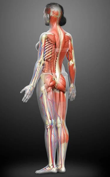 3d rendered medically accurate of the female anatomy