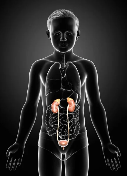 Renderizado Ilustração Medicamente Precisa Anatomia Dos Rins Menino — Fotografia de Stock