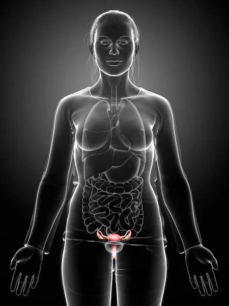 Gerenderte Medizinisch Genaue Darstellung Der Weiblichen Gebärmutteranatomie — Stockfoto
