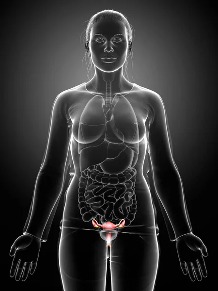 Gjorde Medicinskt Korrekt Illustration Kvinnlig Livmoder Anatomi — Stockfoto