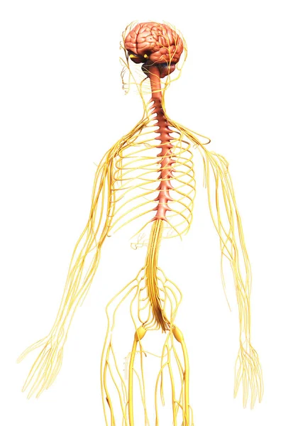 Renderizado Ilustración Médicamente Precisa Del Sistema Nervioso — Foto de Stock