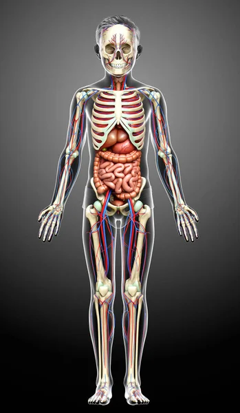 3D对男孩的内脏 骨骼和循环系统进行了精确的医学描述 — 图库照片