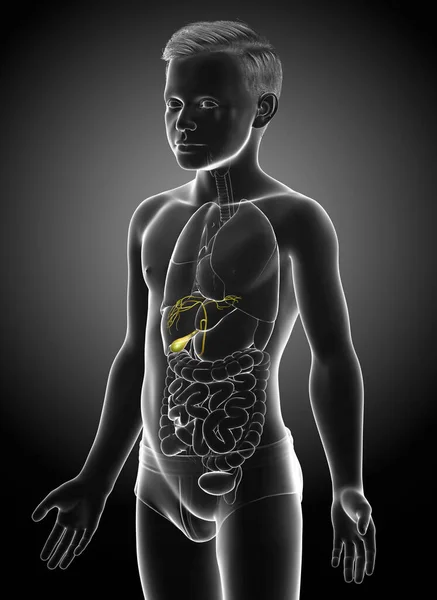 Rendered Medically Accurate Illustration Young Boy Organs Gallbladder Anatomy — Stock Photo, Image