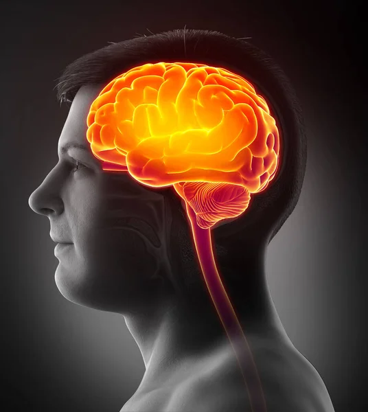 3Dレンダリング 男性の強調脳 頭痛の医学的に正確なイラスト ストックフォト