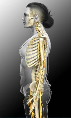 3D, bir kadın sinir sisteminin ve iskelet sisteminin tıbbi olarak doğru bir gösterimi.