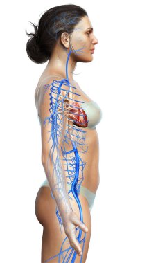 Dişi dolaşım sisteminin 3D çizimi