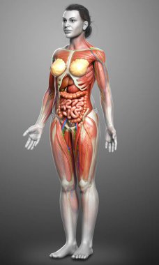 3D, tıbbi olarak kadın anatomisini doğruluyor.