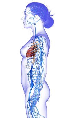 Dişi dolaşım sisteminin 3D çizimi