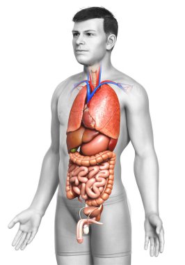 3D, erkek iç organlarının tıbben doğru çizimi. 