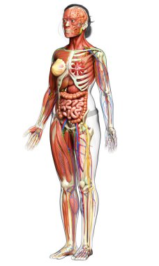 3D, tıbbi olarak kadın anatomisini doğruluyor.