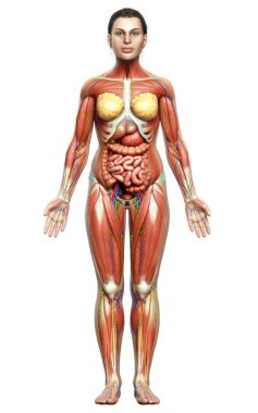 3D, tıbbi olarak kadın anatomisini doğruluyor.