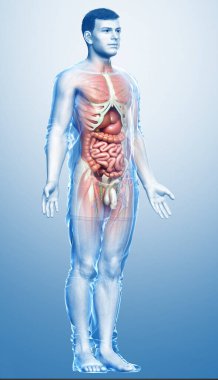 3D, tıbbi olarak erkek anatomisini doğruluyor.