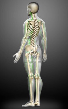 3D, erkek lenf sisteminin tıbben doğru bir çizimi.