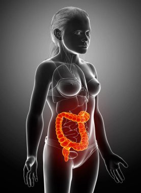 Kalın bağırsak anatomisinin 3 boyutlu, tıbben doğru bir çizimi.