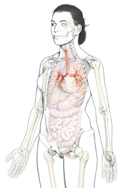 Solunum Sistemi 'nin Gırtlak Soluk borusu Bronşunun 3 boyutlu çizimi.