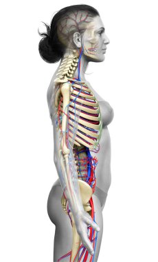 3D, kadın dolaşım ve iskelet sisteminin tıbben doğru çizimi.