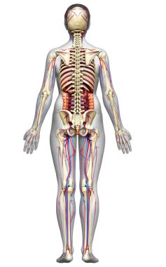 3D, kadın iç organlarının, iskeletinin ve dolaşım sisteminin tıbben doğru bir çizimi.