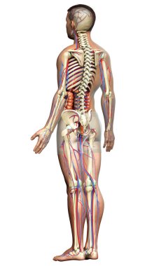 3D, erkek iç organlarının, iskeletinin ve dolaşım sisteminin tıbben doğru bir çizimi.