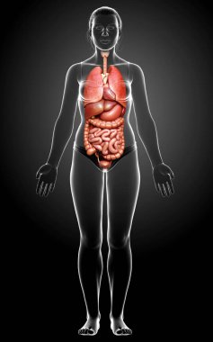 3D tıbbi olarak kadın iç organlarının doğru çizimi 