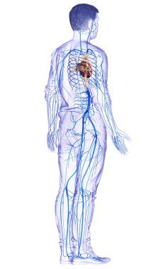 3D, erkek damar anatomisini tıbben doğru gösteriyor.