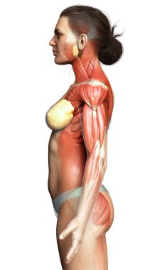 3D, kadın kas sisteminin tıbben doğru bir göstergesi.