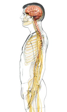 3D, bir erkek sinir sisteminin tıbbi olarak doğru bir gösterimi.