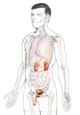 3D üretilmiş, böbreklerin tıbben doğru çizimi.