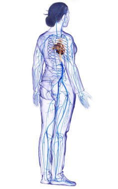 3D, kadın damar anatomisini tıbben doğru gösteriyor.