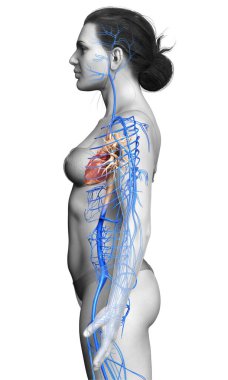 Dişi dolaşım sisteminin 3D çizimi