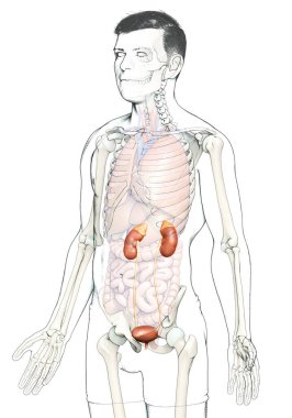 3D üretilmiş, böbreklerin tıbben doğru çizimi.