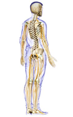 3D, sinir sistemi ve iskelet sisteminin tıbbi olarak doğru bir gösterimi.